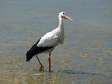 Animals - Bird in Swamp