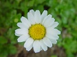 Bonus Photos - Flower